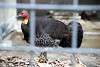 ueno_zoo_3458_mini.jpg