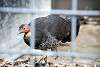 ueno_zoo_3459_mini.jpg
