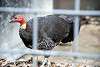 ueno_zoo_3460_mini.jpg