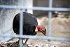ueno_zoo_3461_mini.jpg
