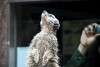 ueno_zoo_3462_mini.jpg