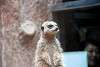 ueno_zoo_3464_mini.jpg