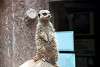ueno_zoo_3467_mini.jpg