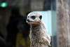 ueno_zoo_3468_mini.jpg