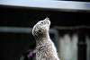 ueno_zoo_3470_mini.jpg