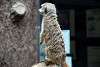 ueno_zoo_3471_mini.jpg
