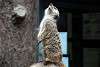 ueno_zoo_3472_mini.jpg