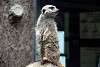 ueno_zoo_3473_mini.jpg