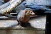 ueno_zoo_3474_mini.jpg