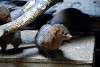 ueno_zoo_3475_mini.jpg