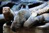 ueno_zoo_3476_mini.jpg