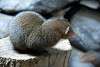 ueno_zoo_3477_mini.jpg