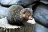 ueno_zoo_3478_mini.jpg