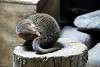 ueno_zoo_3479_mini.jpg
