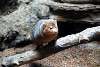 ueno_zoo_3480_mini.jpg