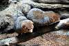ueno_zoo_3481_mini.jpg