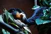 ueno_zoo_3482_mini.jpg