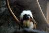 ueno_zoo_3484_mini.jpg