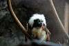ueno_zoo_3485_mini.jpg
