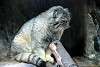 ueno_zoo_3491_mini.jpg