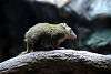 ueno_zoo_3492_mini.jpg