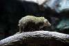 ueno_zoo_3493_mini.jpg