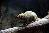 ueno_zoo_3494_mini.jpg