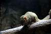 ueno_zoo_3495_mini.jpg
