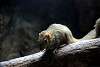 ueno_zoo_3496_mini.jpg