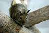 ueno_zoo_3497_mini.jpg