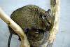 ueno_zoo_3498_mini.jpg