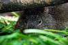 ueno_zoo_3499_mini.jpg