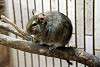 ueno_zoo_3501_mini.jpg