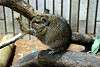 ueno_zoo_3502_mini.jpg
