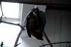 ueno_zoo_3509_mini.jpg