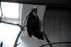 ueno_zoo_3510_mini.jpg