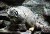 ueno_zoo_3512_mini.jpg