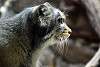 ueno_zoo_3513_mini.jpg