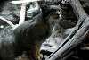 ueno_zoo_3515_mini.jpg