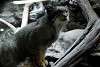 ueno_zoo_3516_mini.jpg
