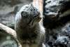 ueno_zoo_3517_mini.jpg