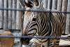 ueno_zoo_3520_mini.jpg