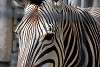 ueno_zoo_3521_mini.jpg
