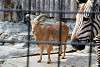 ueno_zoo_3524_mini.jpg
