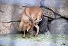 ueno_zoo_3525_mini.jpg