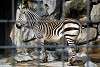 ueno_zoo_3526_mini.jpg