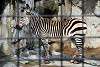 ueno_zoo_3527_mini.jpg