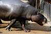 ueno_zoo_3529_mini.jpg
