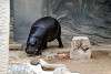 ueno_zoo_3530_mini.jpg