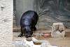 ueno_zoo_3531_mini.jpg